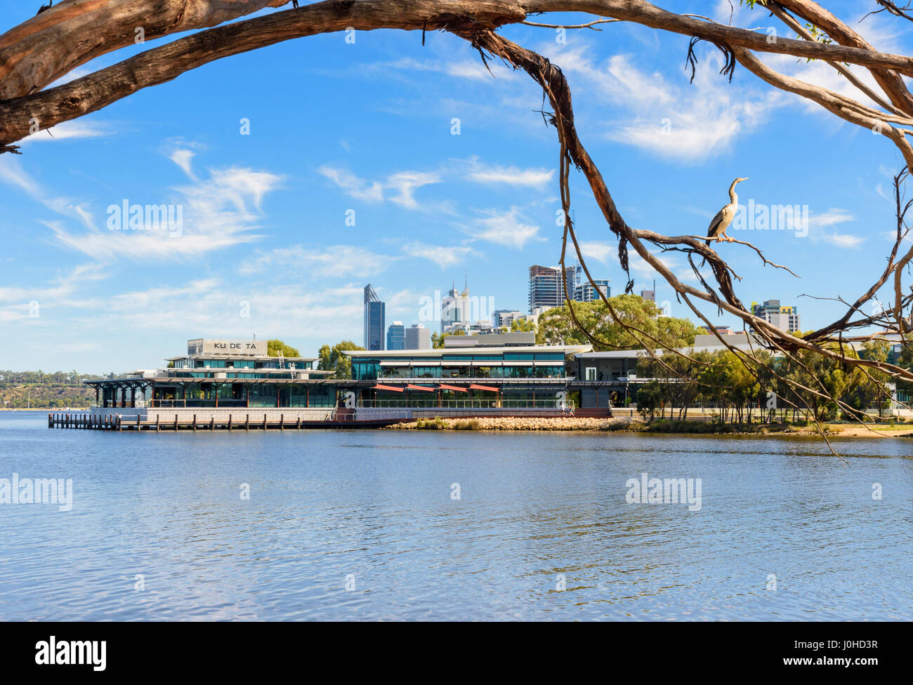 Australasian darter perched on a tree branch near the new Ku De Ta restaurant along the Swan River, Point Fraser, Perth, Western Australia, Australia Stock Photo