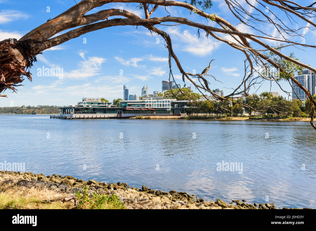 Australasian darter perched on a tree branch near the new Ku De Ta restaurant along the Swan River, Point Fraser, Perth, Western Australia, Australia Stock Photo