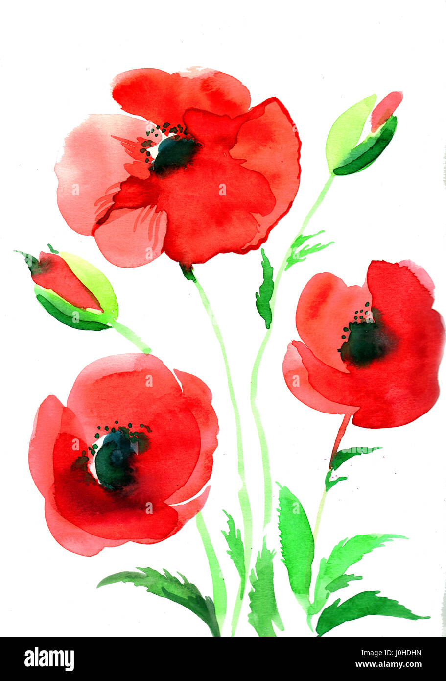 Sketch for poppies hi-res stock photography and images - Alamy