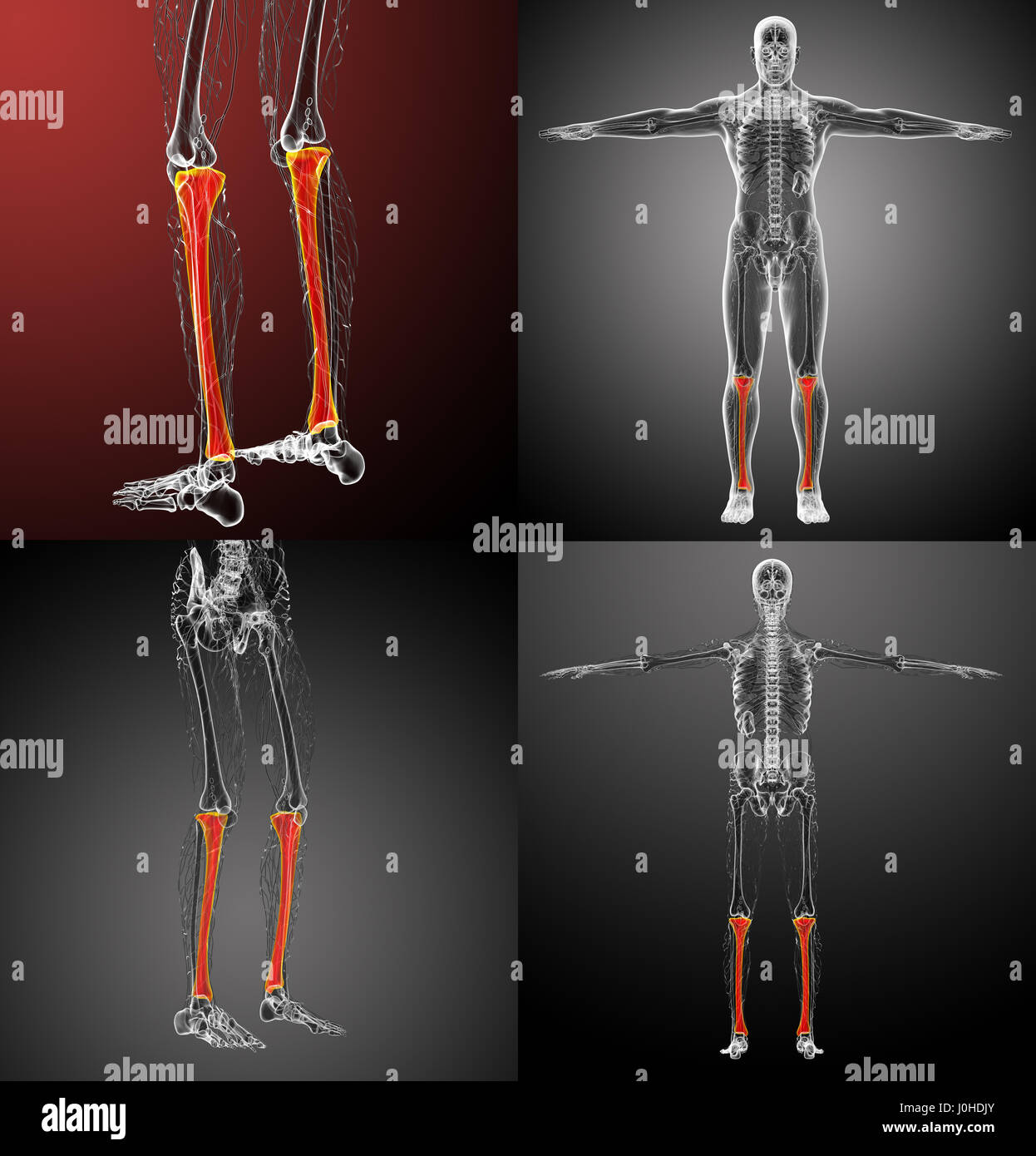 3d rendering medical illustration of the tibia bone Stock Photo - Alamy
