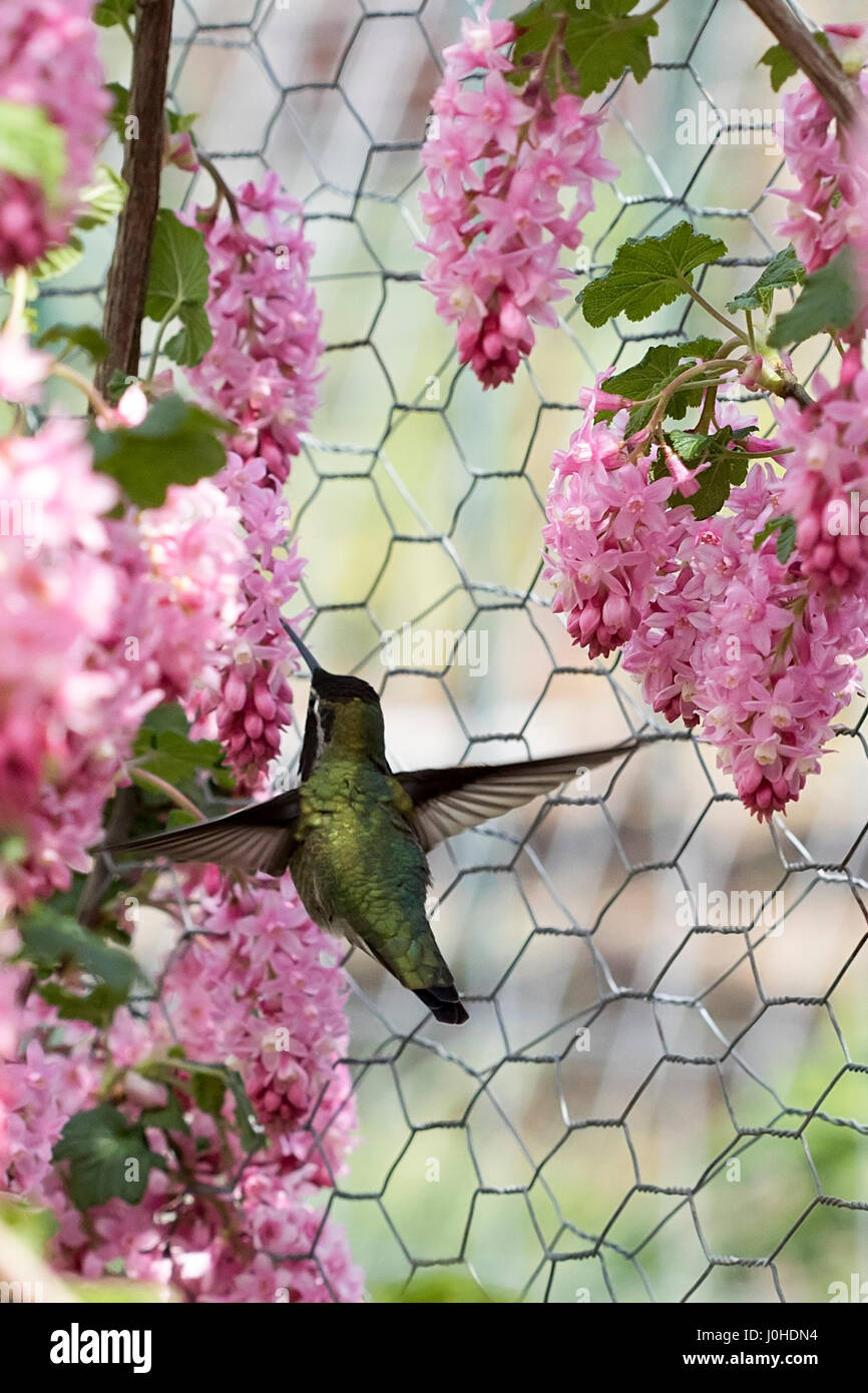 An Anna's hummingbird feeds from a red flowering current bush Stock Photo