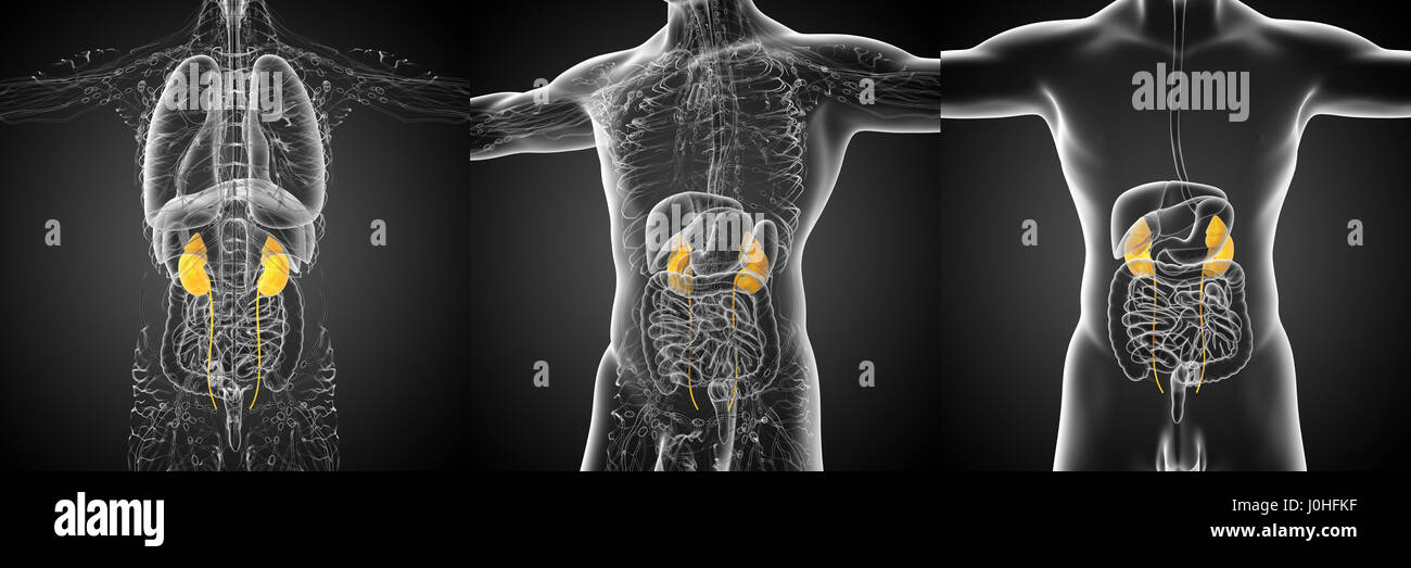 3d rendering medical illustration of the human kidney Stock Photo - Alamy