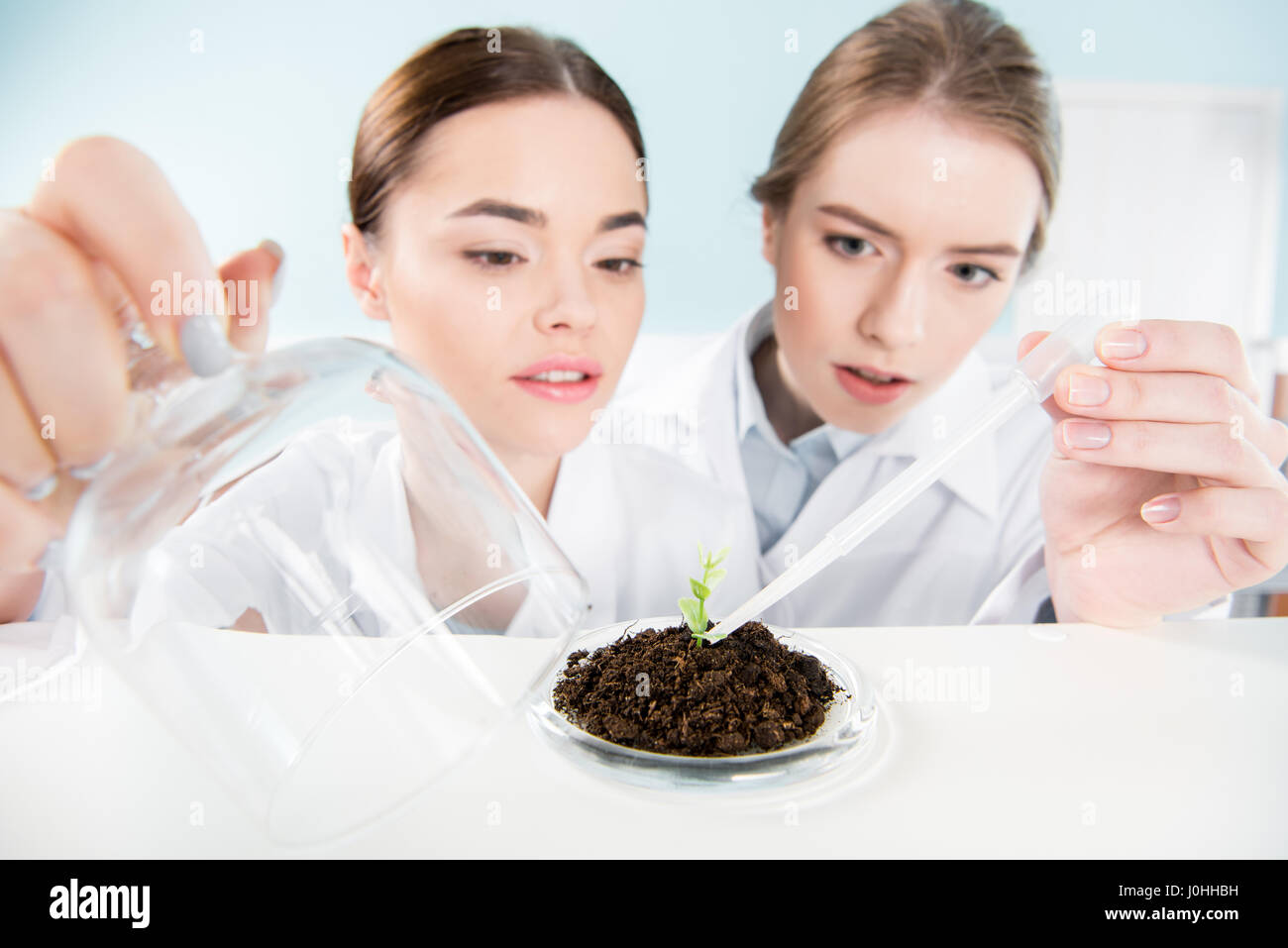 Concentrated female scientists working with pipette and green plant in ...