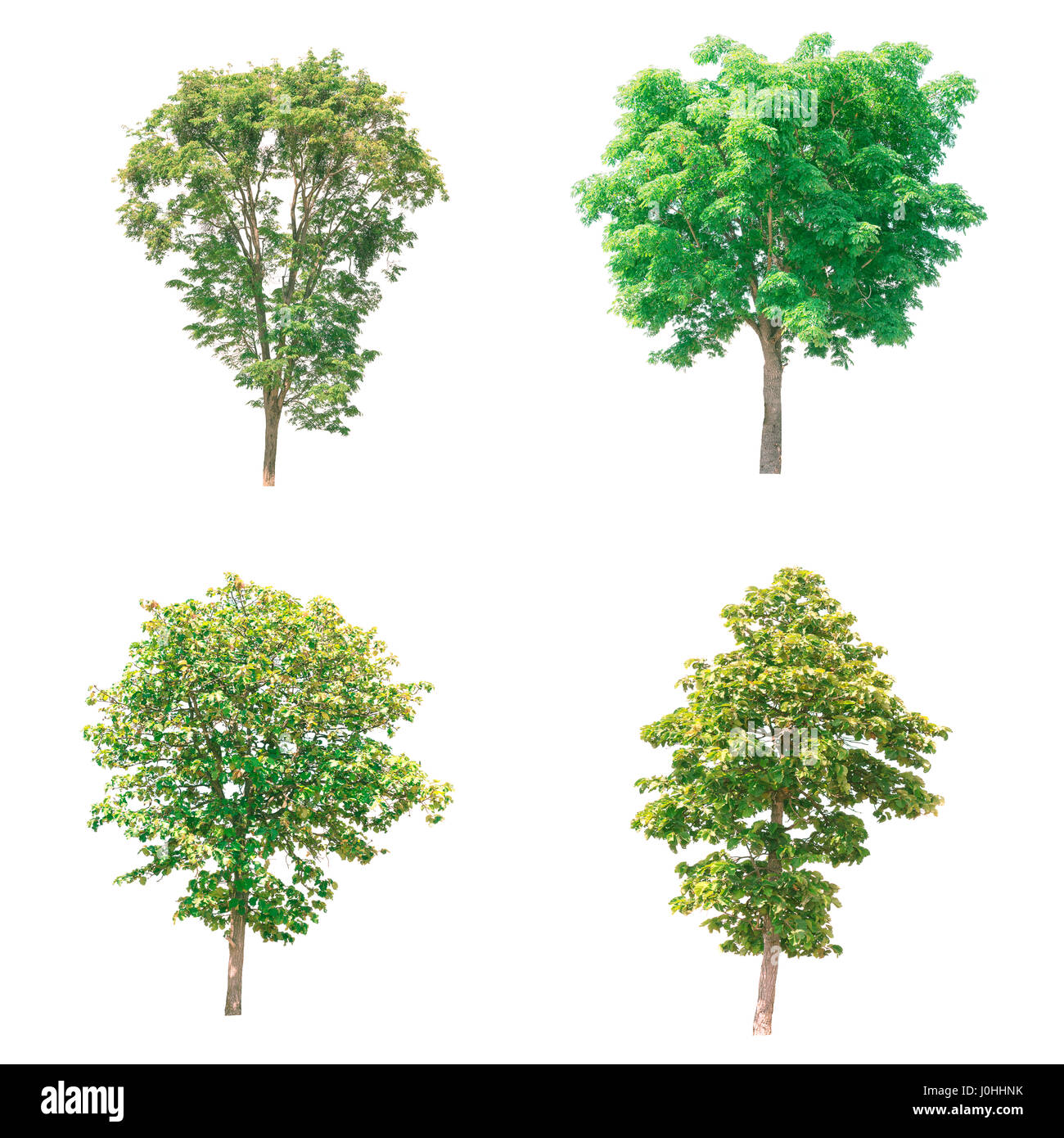 Isolated tree on white background Stock Photo - Alamy