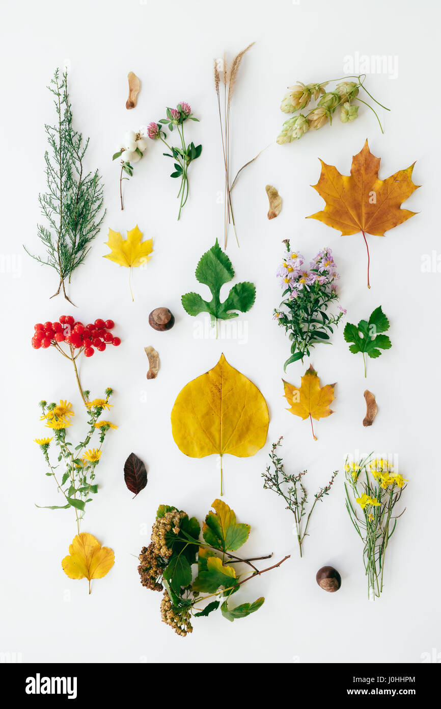 Set of wild flowers on white background. Nature Stock Photo - Alamy