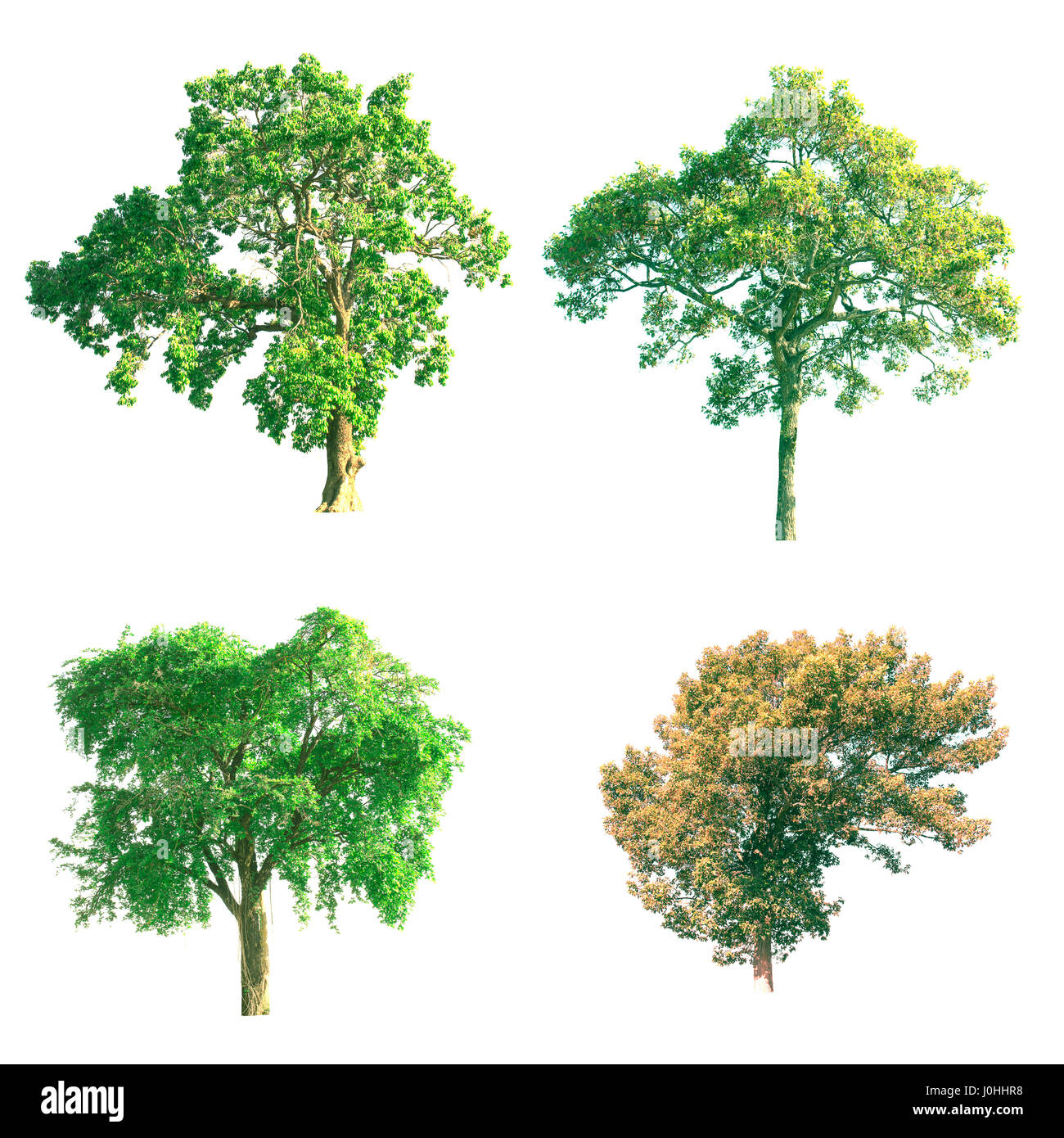 Isolated tree on white background Stock Photo - Alamy