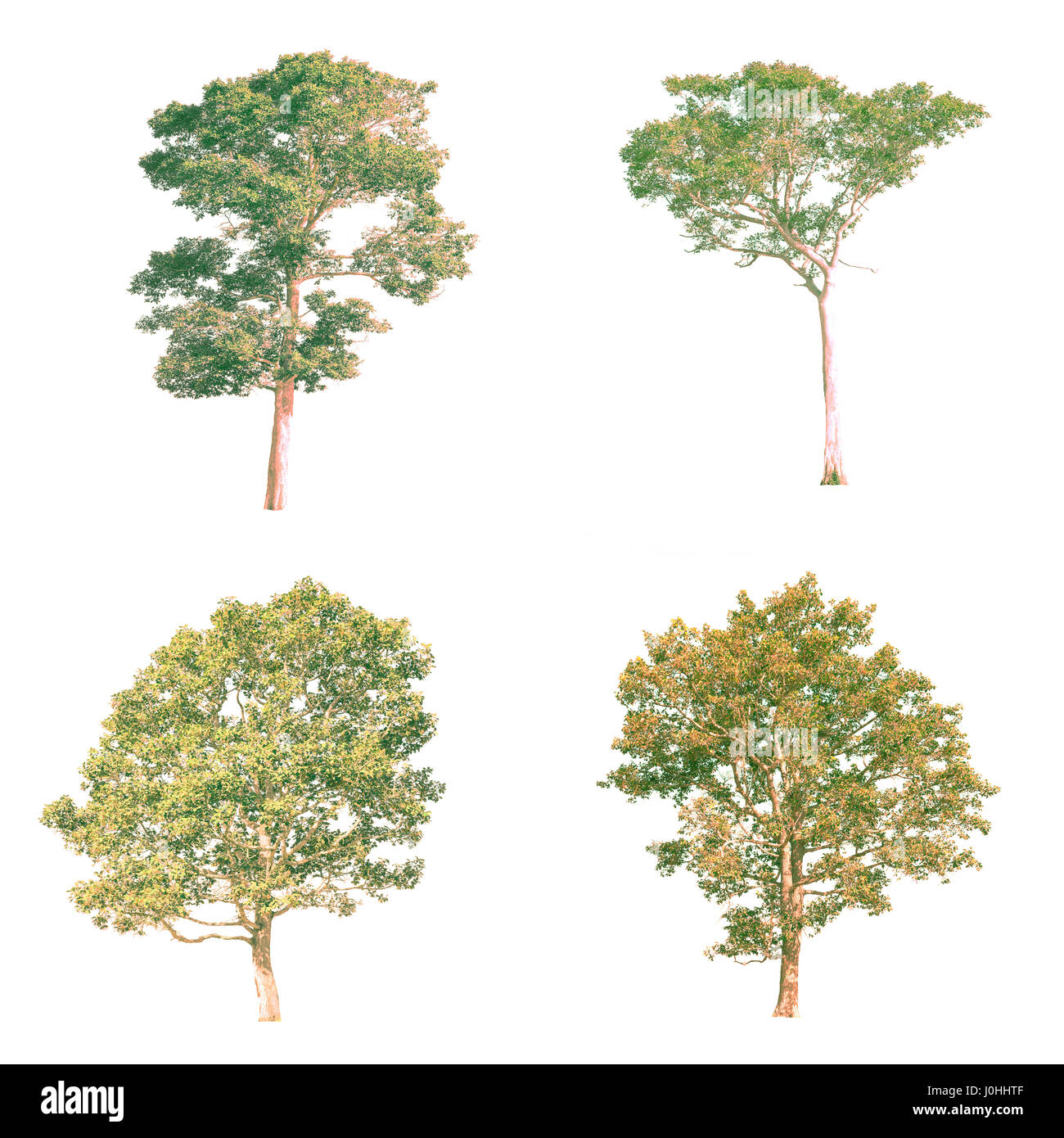Isolated tree on white background Stock Photo - Alamy