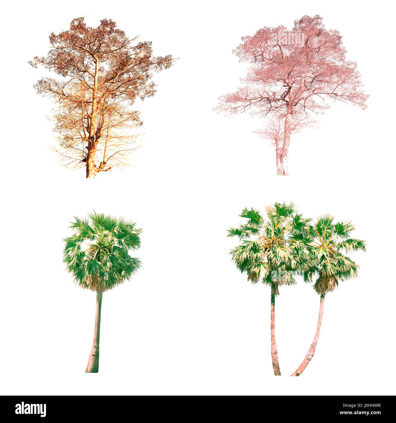 Isolated tree on white background Stock Photo - Alamy
