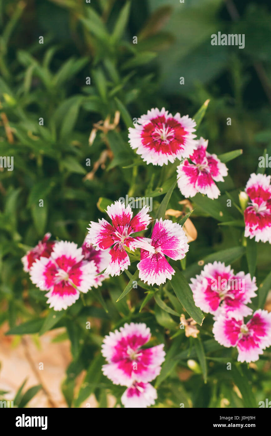 Carnation Leaves High Resolution Stock Photography and Images Alamy
