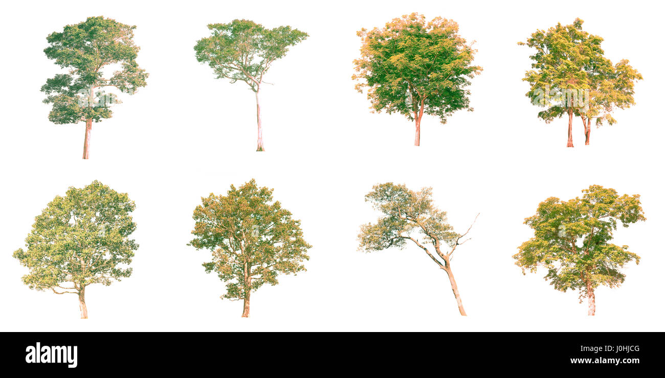 Isolated tree on white background Stock Photo - Alamy