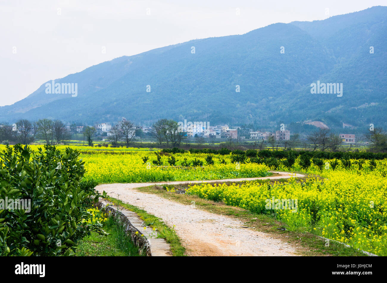 The countryside road scenery in spring Stock Photo - Alamy