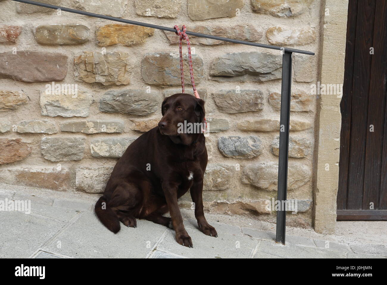 Brown dog waiting tied outdoors, in the street Stock Photo