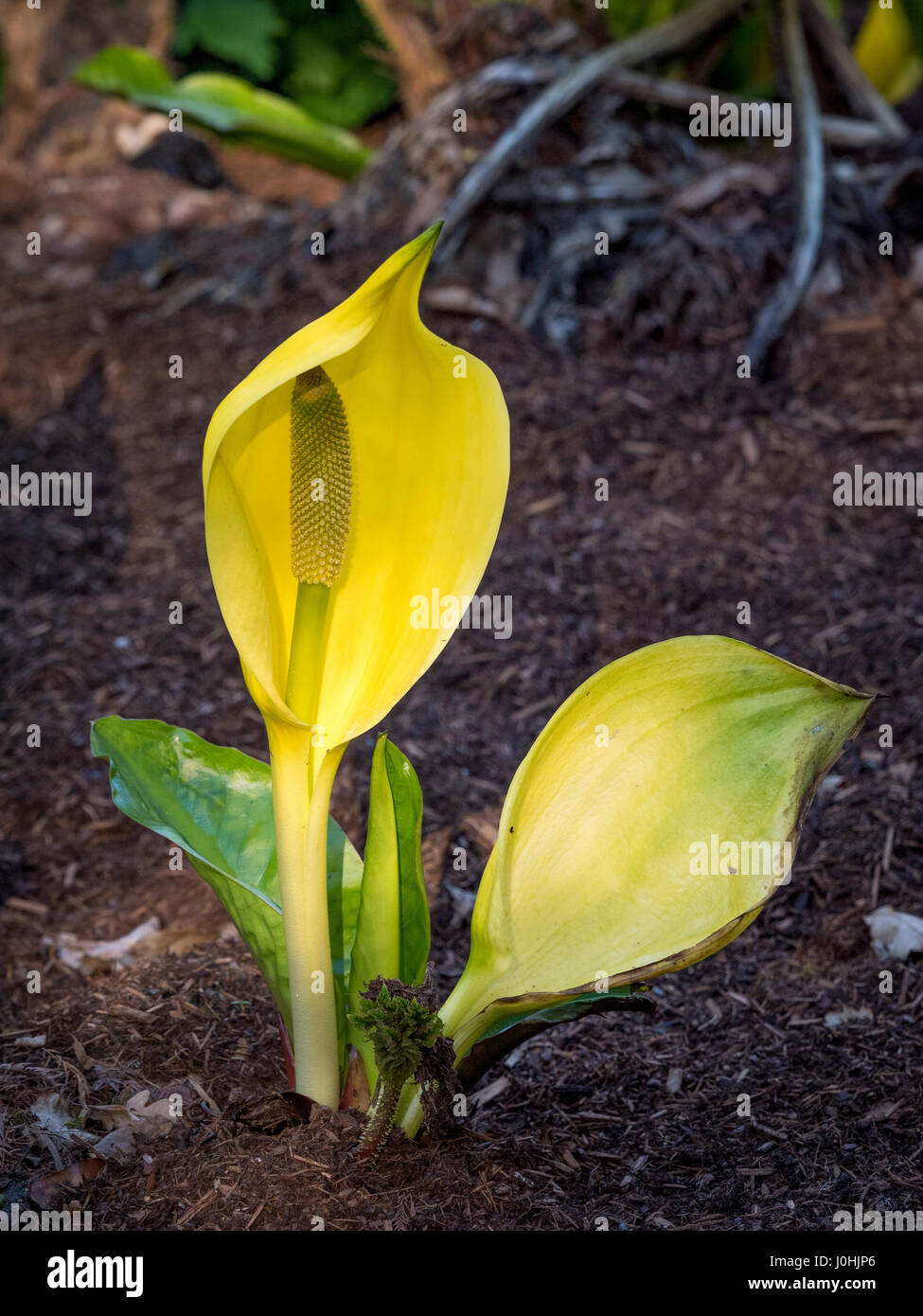 Yellow Skunk Cabbage plants (Lysichiton americanus) invasive plant Stock Photo