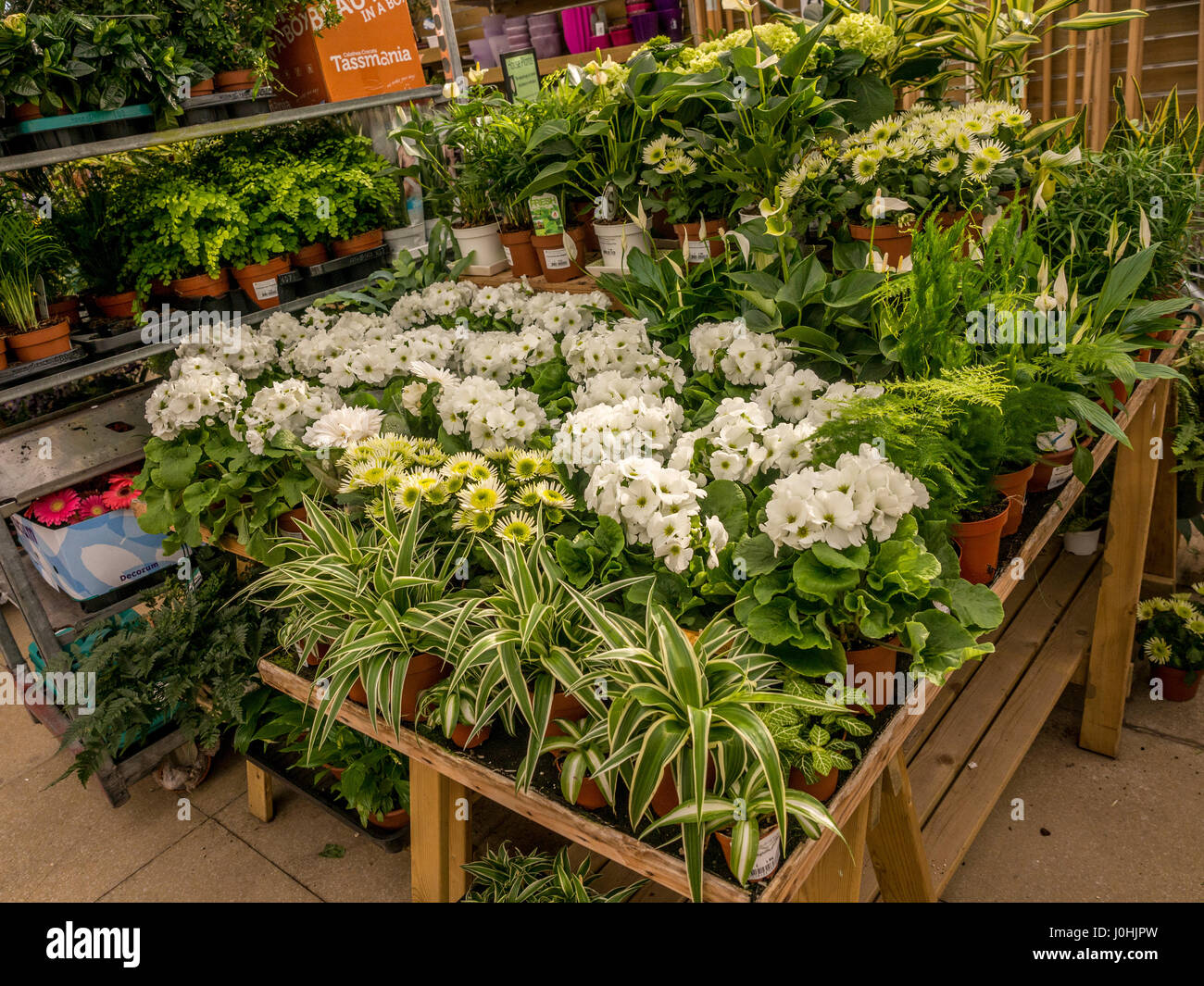 Flowering plants for sale at garden centre Stock Photo Alamy