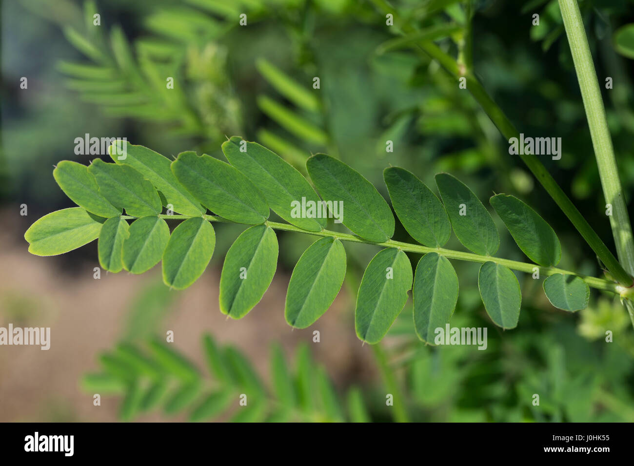 Echte Geißraute, Echte Geissraute, Blatt, Fiederblatt, Blätter, Bockskraut, Fleckenkraut, Geissklee, Pockenraute, Suchtkraut, Ziegenraute, Galega offi Stock Photo