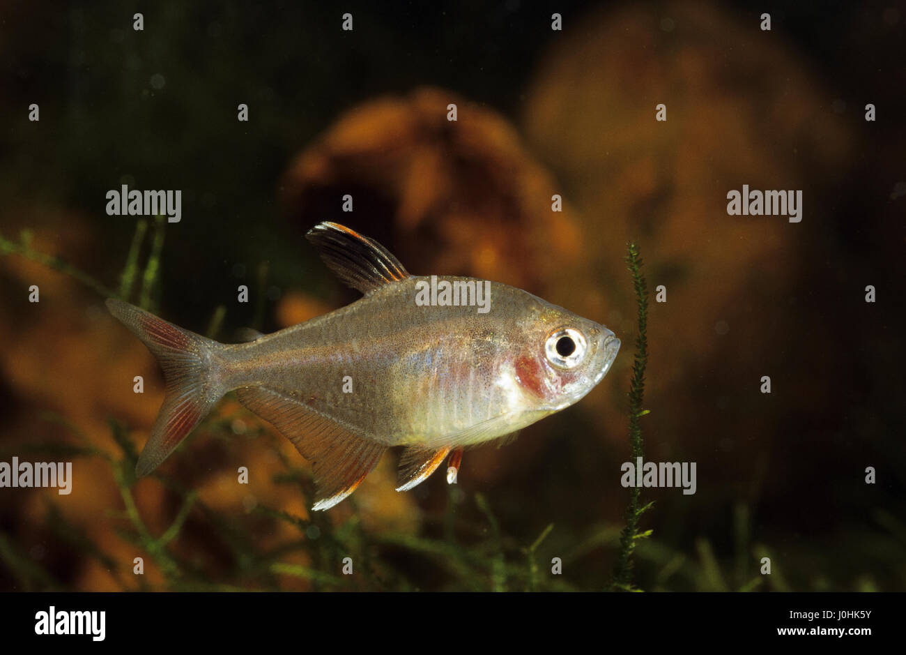 Schmucksalmler, Schmuck-Salmler, Sichelsalmler, Hyphessobrycon bentosi, Ornate Tetra, Le Tétra rosé Stock Photo