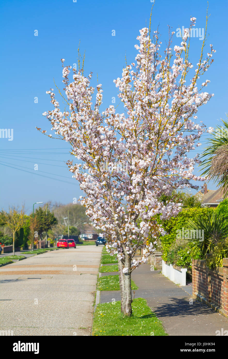 Pink blossom on a small tree in a residential road in Spring, in the UK. Stock Photo