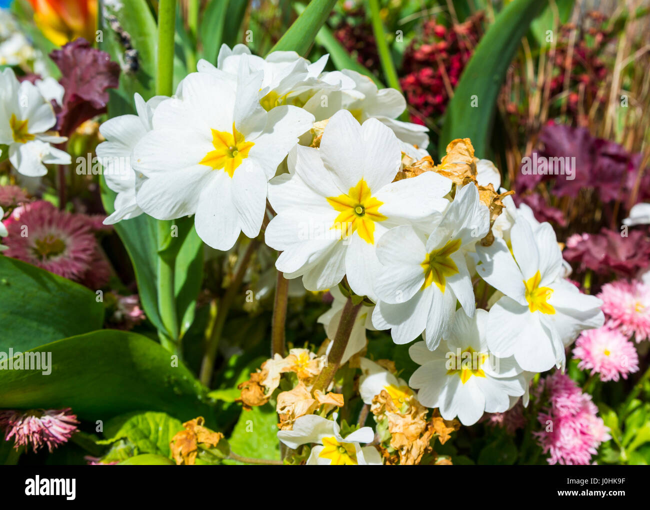 Flowers from a white Primrose plant (Primula) with yellow eye, in a decorative flowerbed in a small town in Spring, in West Sussex, England, UK. Stock Photo