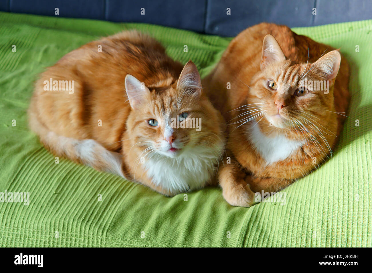 house cat on the sofa resting, beautiful clean red cat Stock Photo