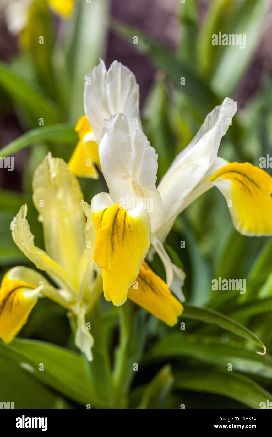Corn-leaved Juno Iris bucharica Stock Photo