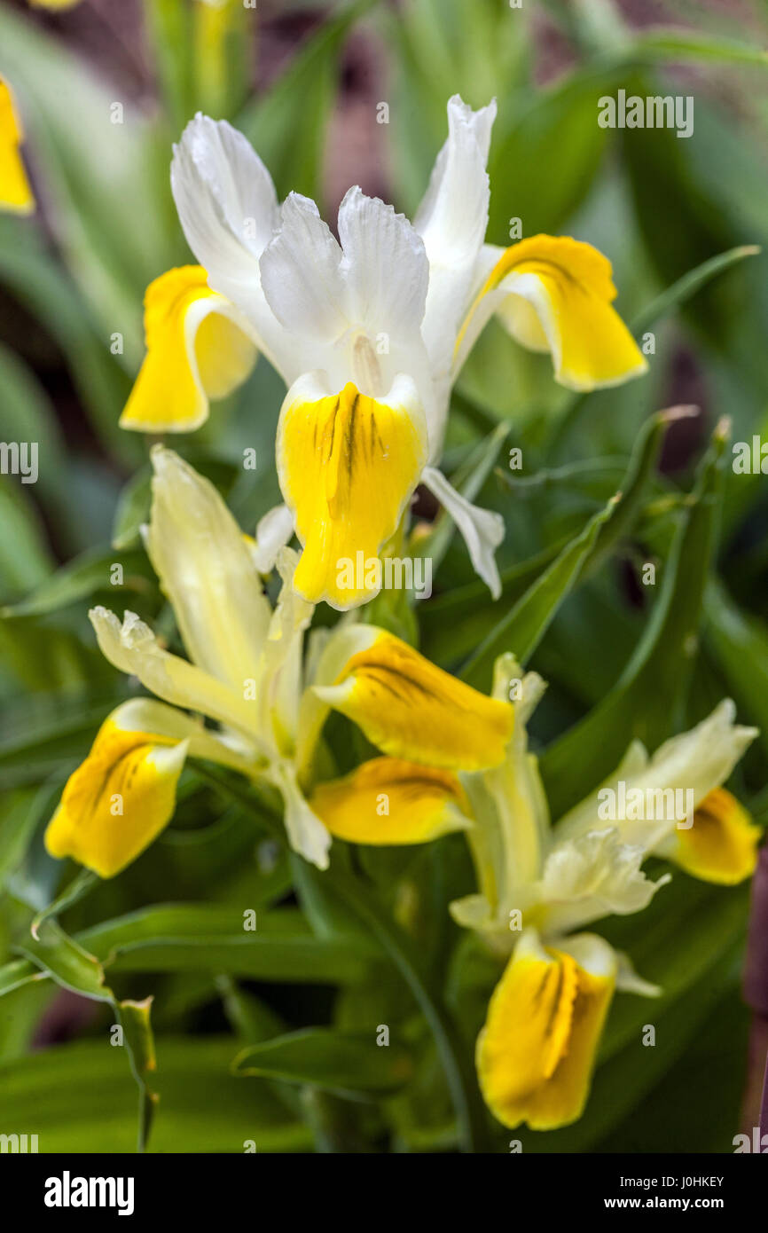 Corn-leaved Juno Iris bucharica Stock Photo