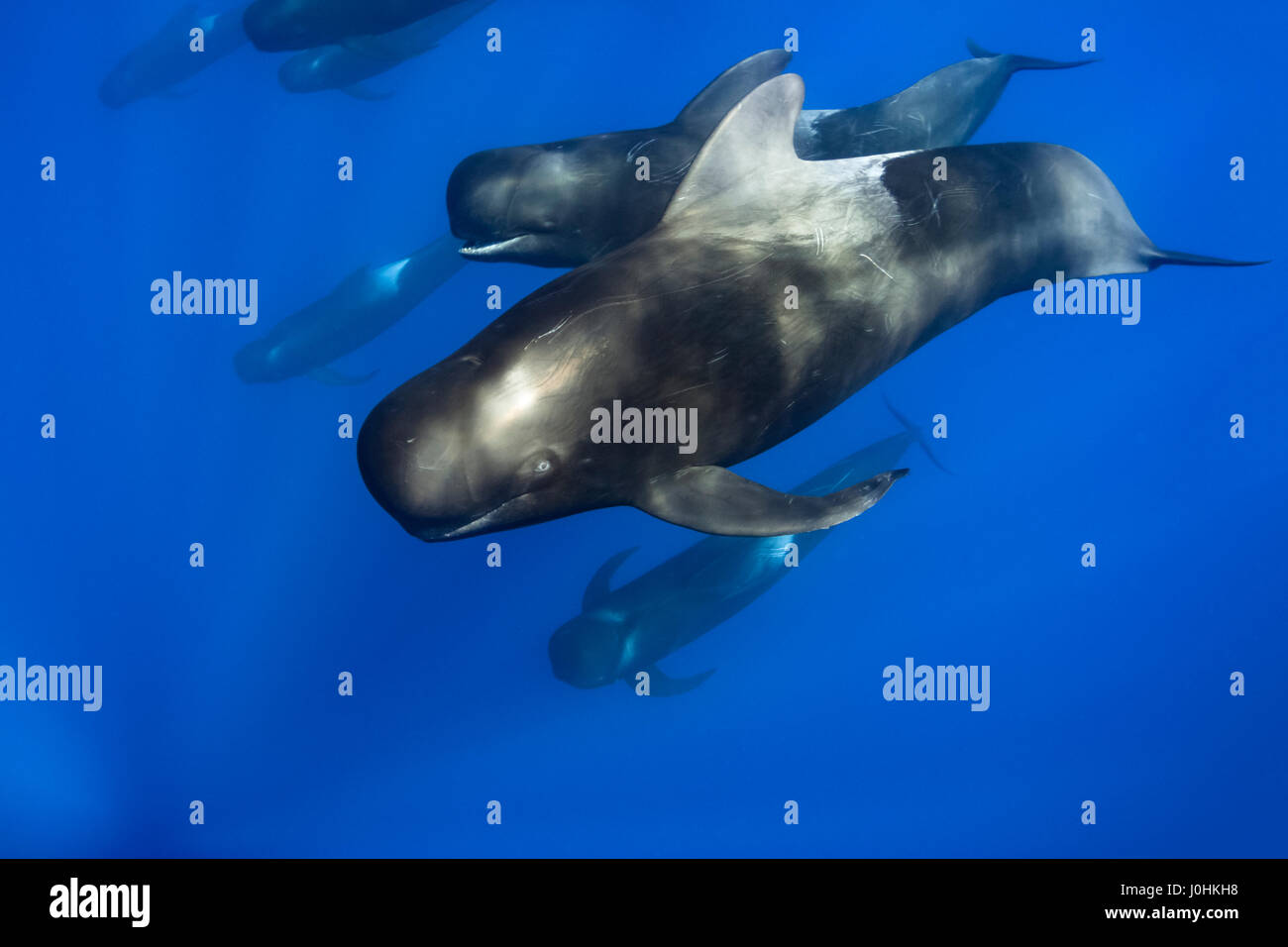 Pod Of Short finned Pilot Whales Globicephala Macrorhynchus Stock pod-of-short-finned-pilot-whales-globicephala-macrorhynchus-stock
