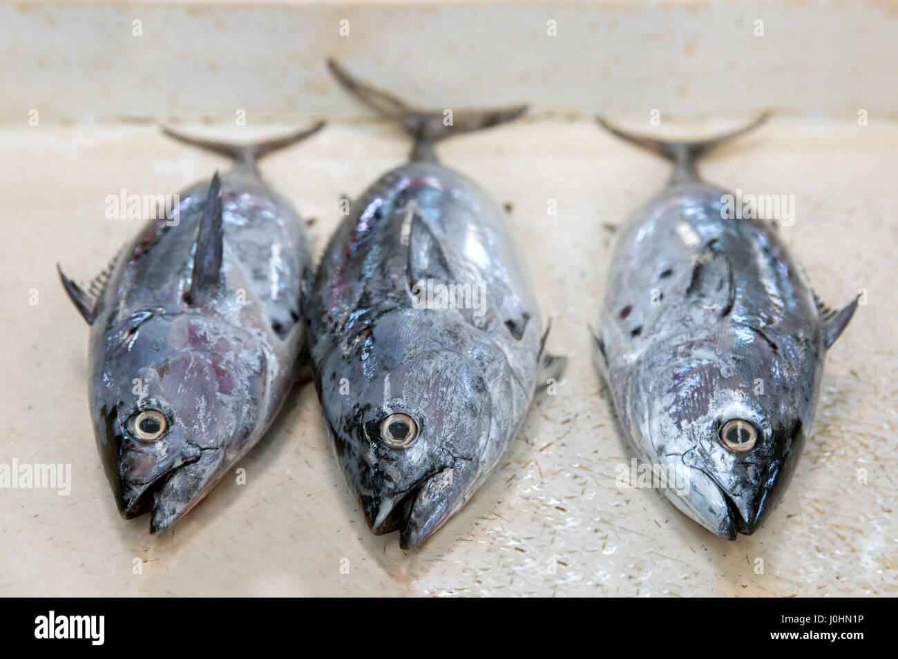 Deira fish market in Dubai Stock Photo Alamy