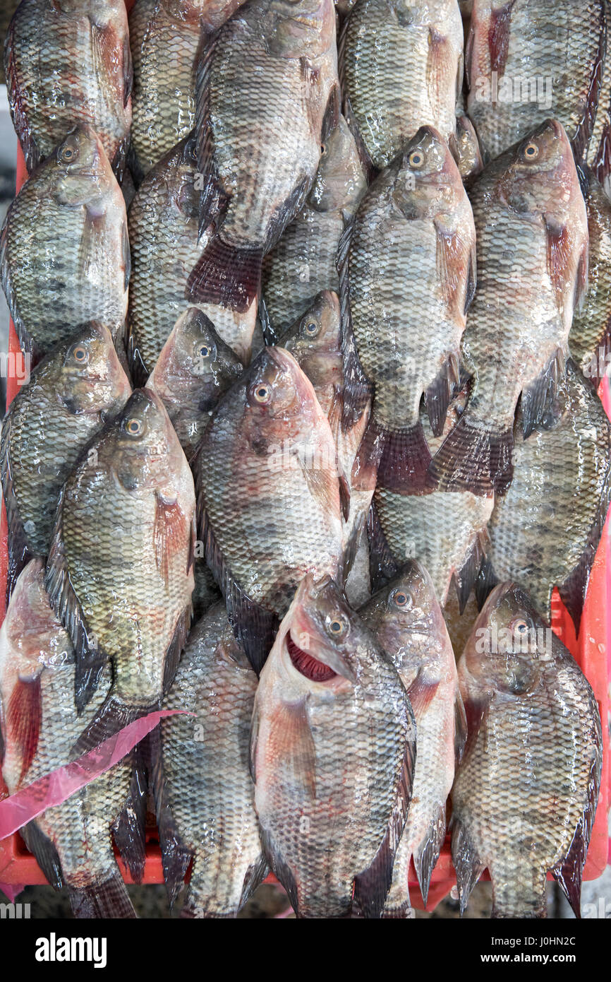Deira Fish Market In Dubai Stock Photo Alamy