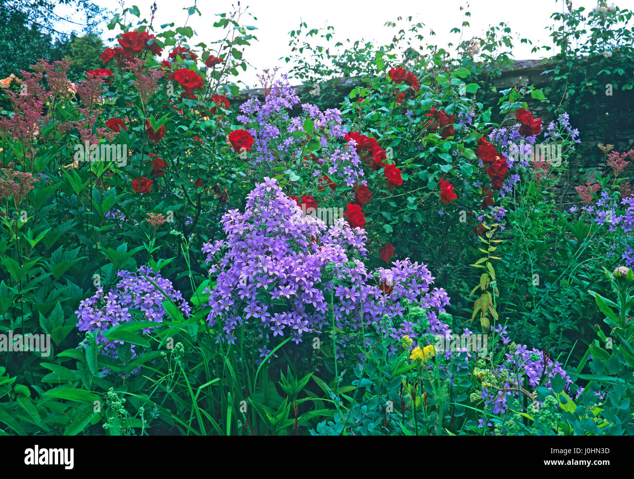 Red roses amongst purple flowers in a border at Rodmarton Manor garden Stock Photo