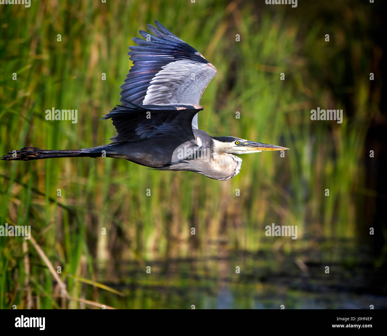 A Great Blue Heron takes flight in the Florida Everglades. Stock Photo