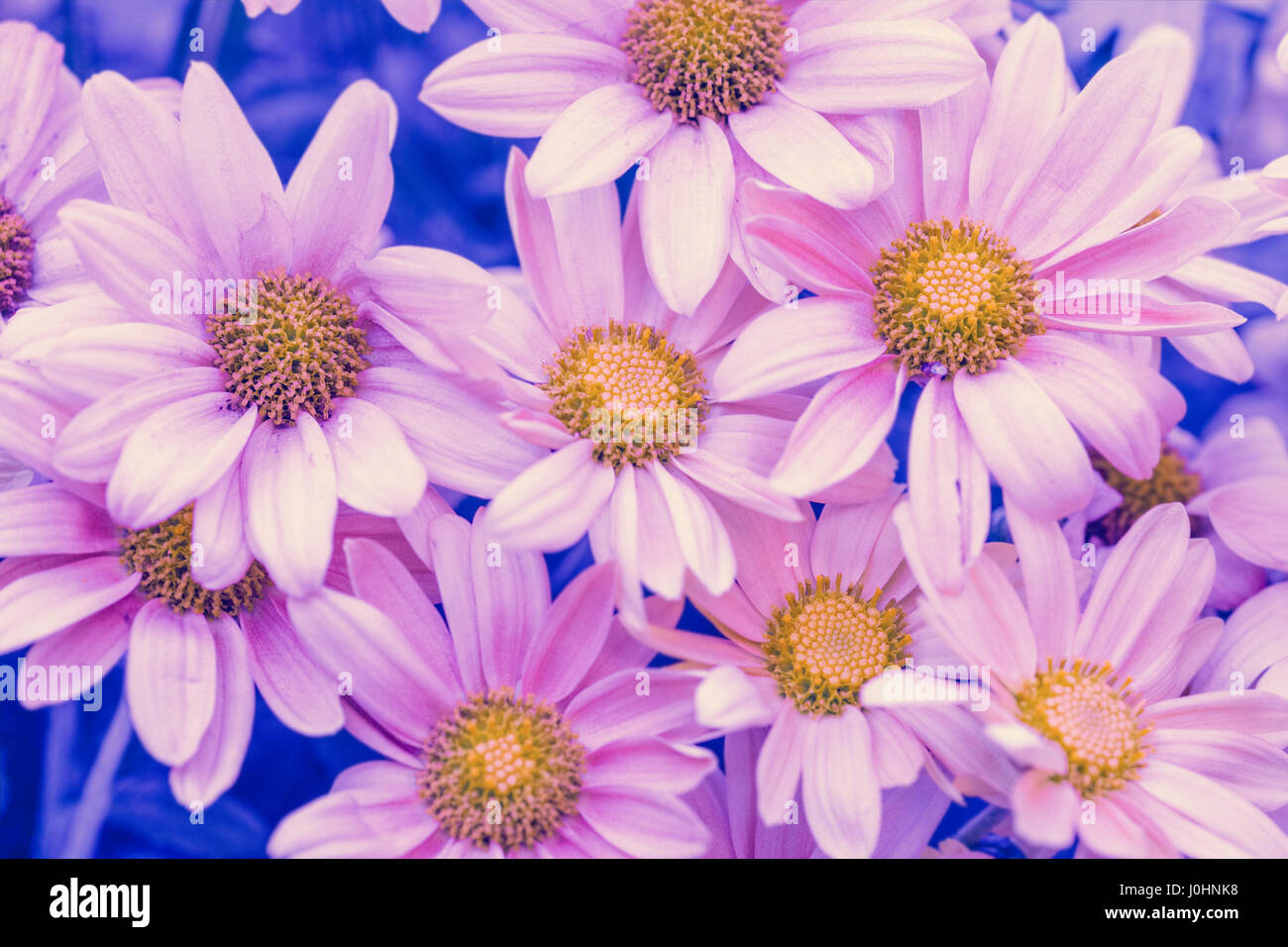 Pink blue vintage flower background at sunset light Stock Photo Alamy