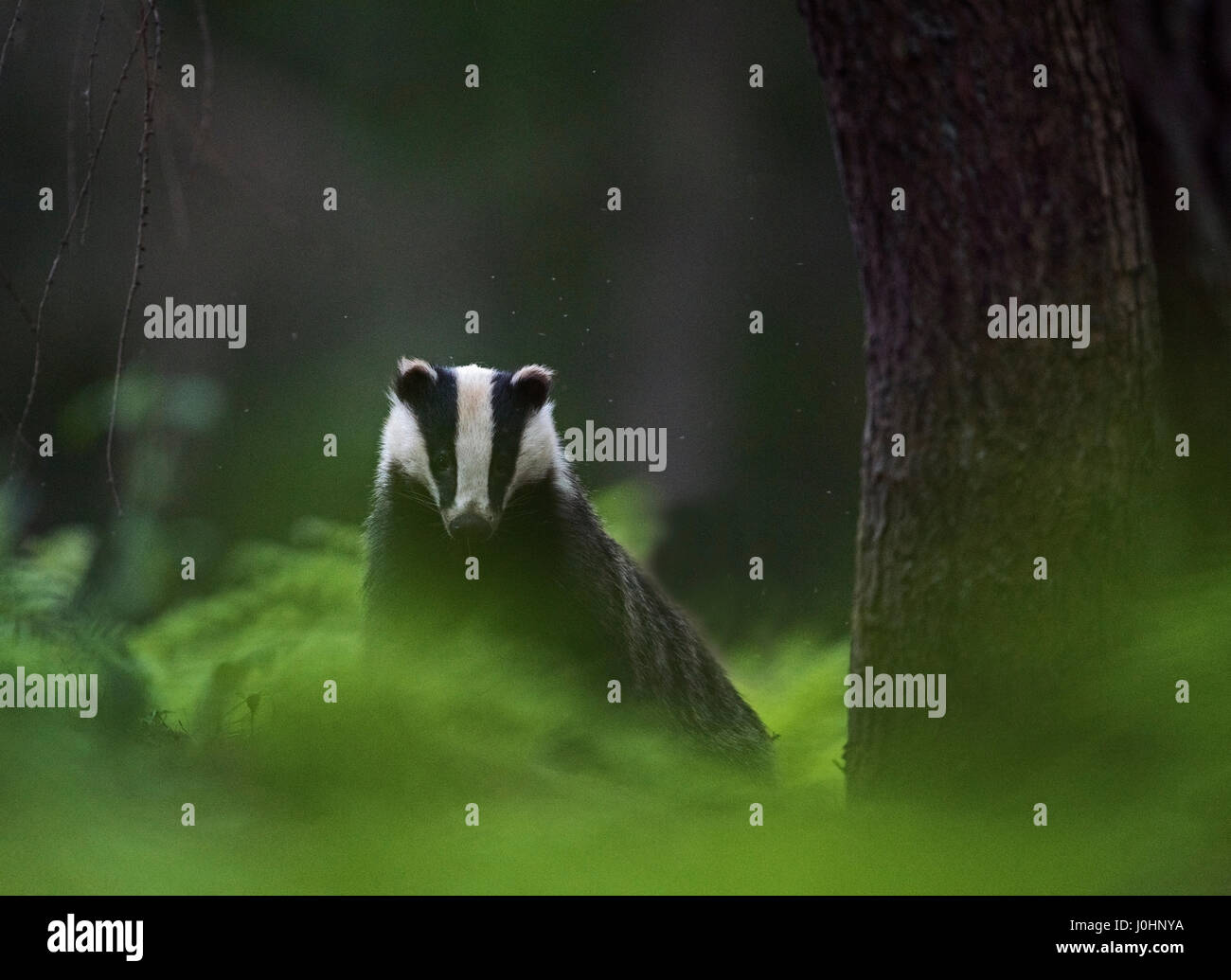 Badger Meles meles just emerged from sett on a summer evening in June Norfolk Stock Photo