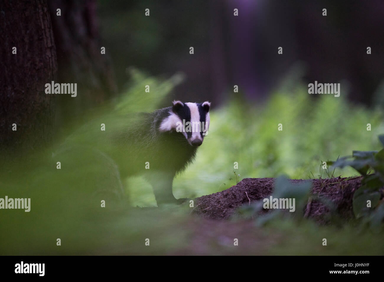 Badger Meles meles just emerged from sett on a summer evening in June Norfolk Stock Photo