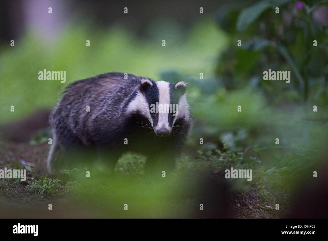 Badger Meles meles just emerged from sett on a summer evening in June Norfolk Stock Photo