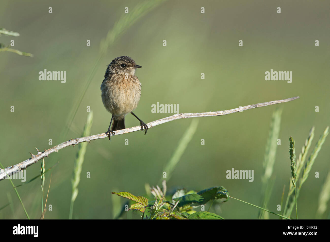 Stonechat  Saxicola rubicola juvenile Weybourne North Norfolk summer Stock Photo