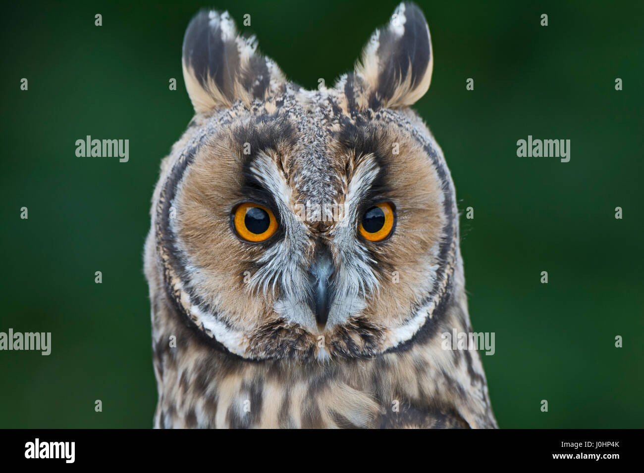 Long-eared Owl Asio otus portrait of captive bird Stock Photo