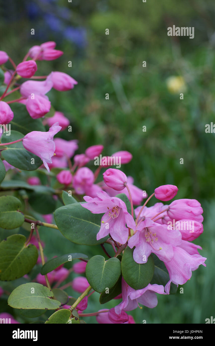 Rhododendron orbiculare Stock Photo