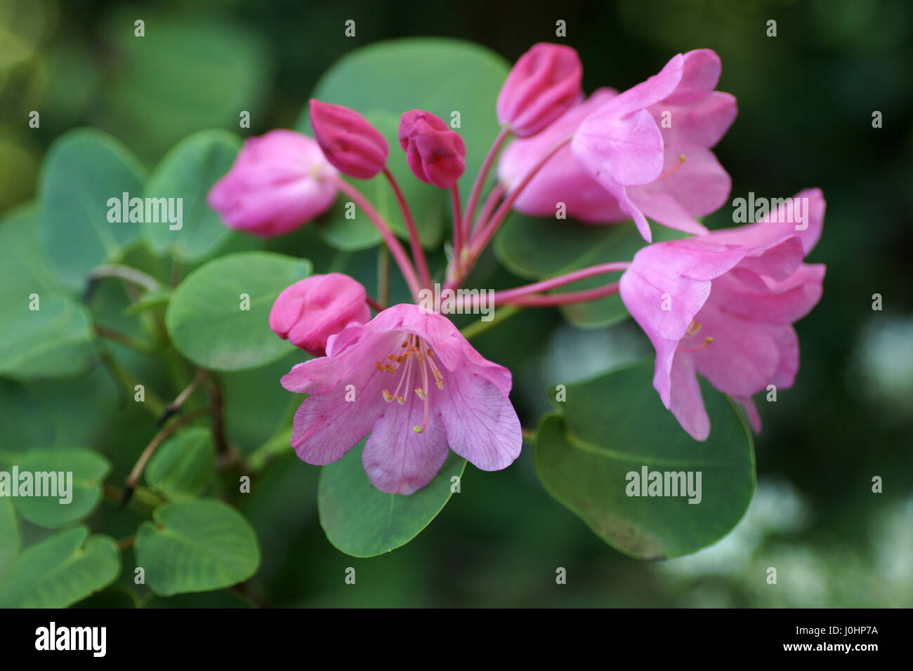 Rhododendron orbiculare Stock Photo