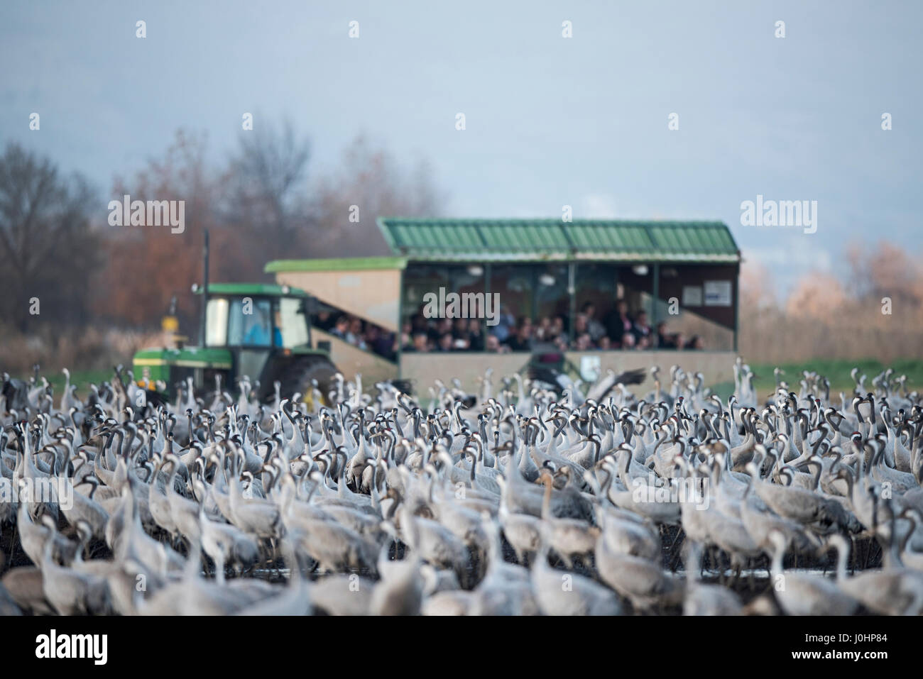 Israeli tourists watching Common Cranes, Grus grus, wintering at  the Hula Lake Park, known in Hebrew as Agamon HaHula in the Hula Valley Northern Isr Stock Photo
