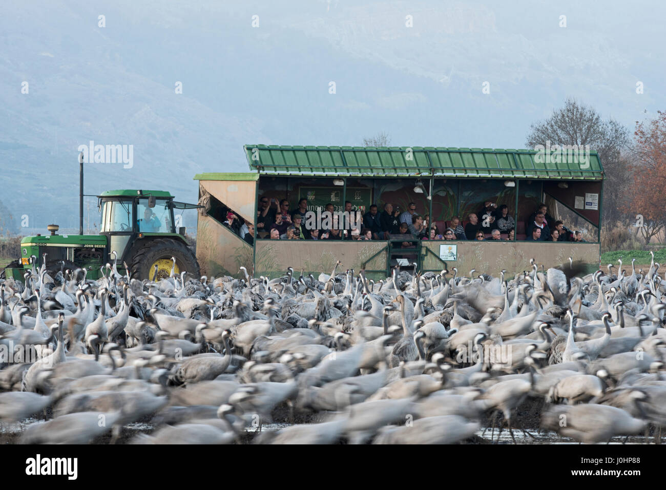 Israeli tourists watching Common Cranes, Grus grus, wintering at  the Hula Lake Park, known in Hebrew as Agamon HaHula in the Hula Valley Northern Isr Stock Photo
