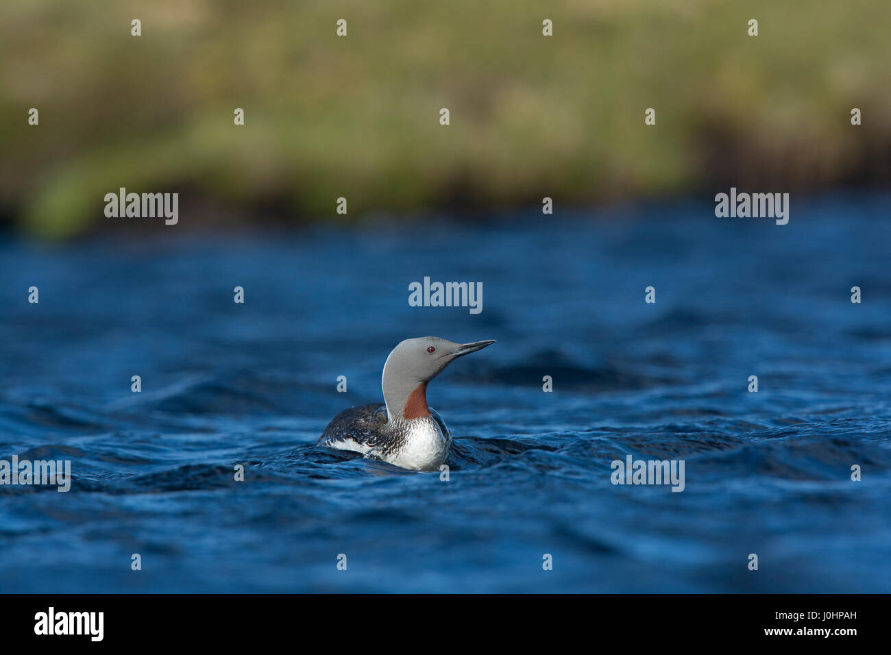 Red-throated Diver  Gavia stellata on Voe close to breeding loch on Yell Shetland June Stock Photo