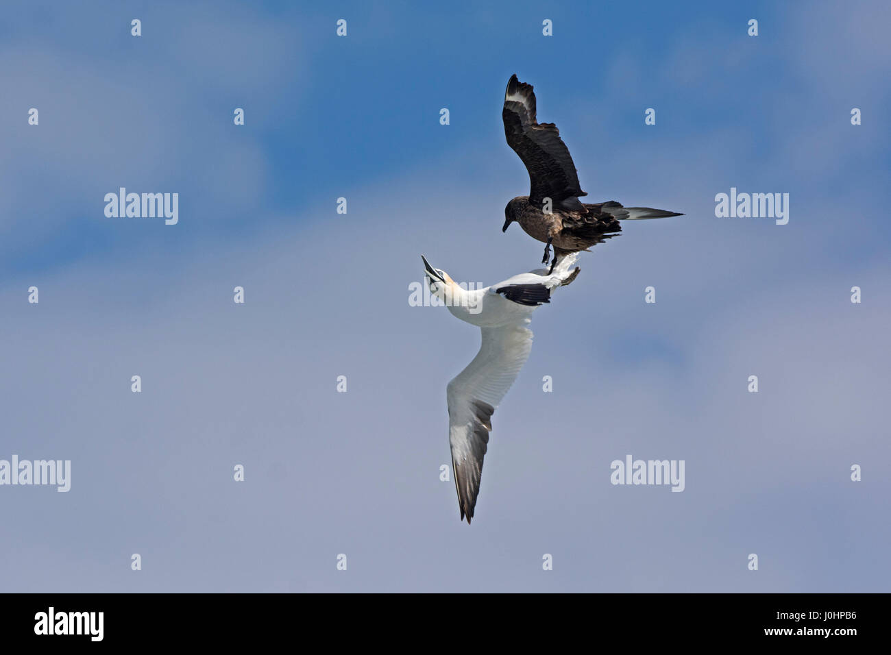 Great Skua Stercorarius skua attacking Gannet on route ack to its colony, to make it disgorge fish, behaviour known as Kleptoparasitism (parasitism by Stock Photo