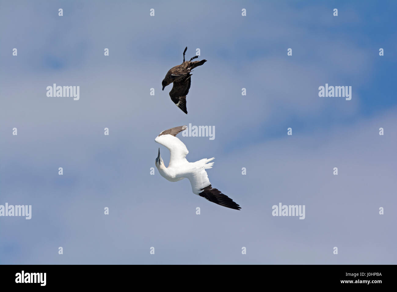 Great Skua Stercorarius skua attacking Gannet on route ack to its colony, to make it disgorge fish, behaviour known as Kleptoparasitism (parasitism by Stock Photo