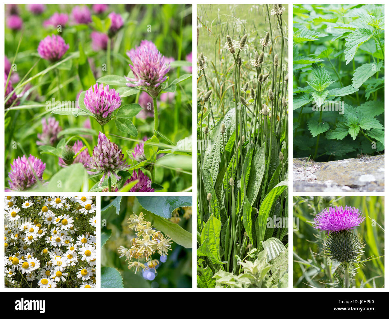 Collage with medicinal herbs and wild herbs Stock Photo