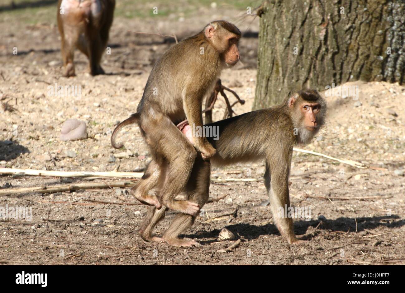 Mating Asian Southern pig-tailed macaques (Macaca nemestrina). Stock Photo