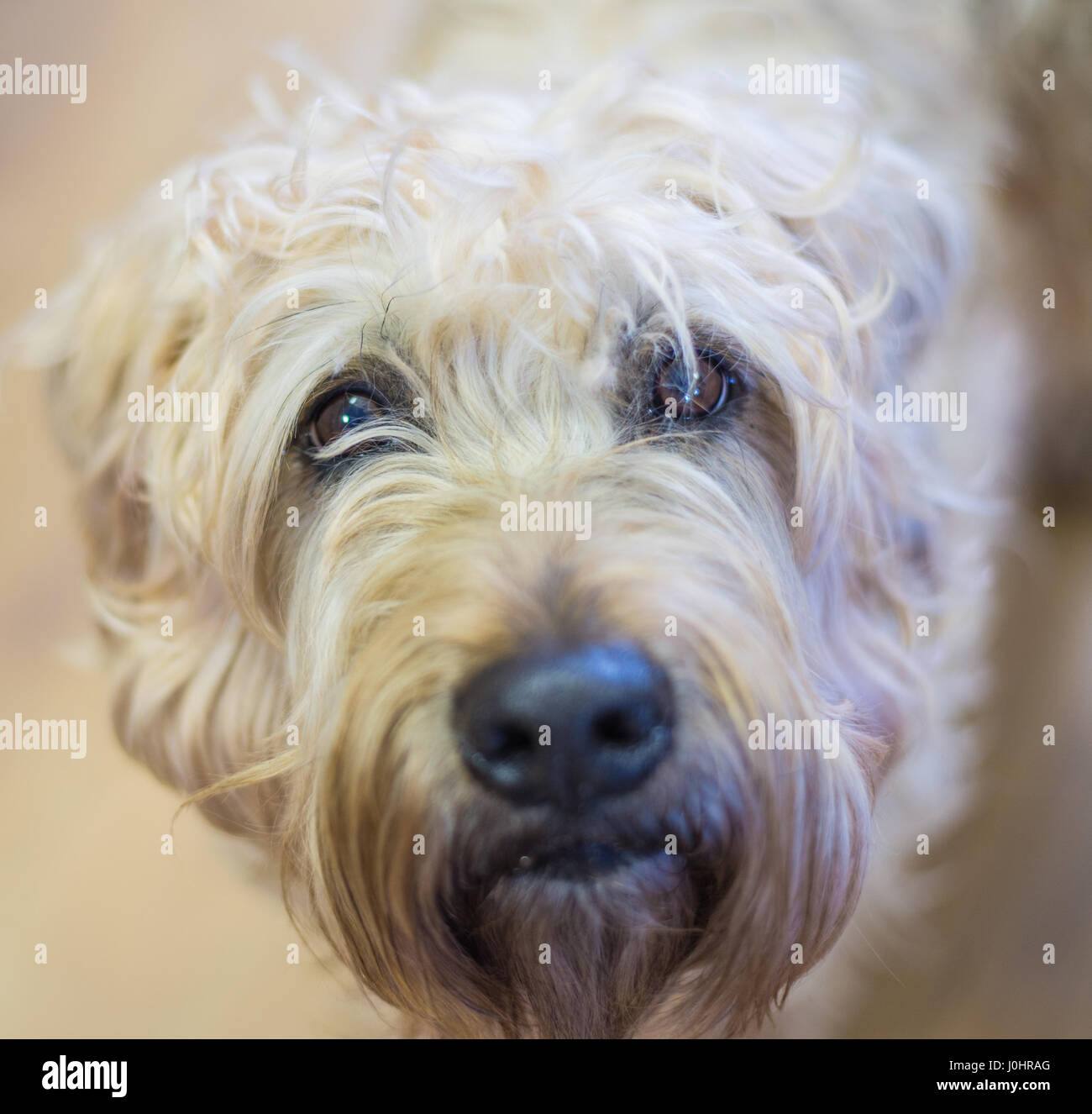 Dog portrait, Irish Wolfhound Stock Photo