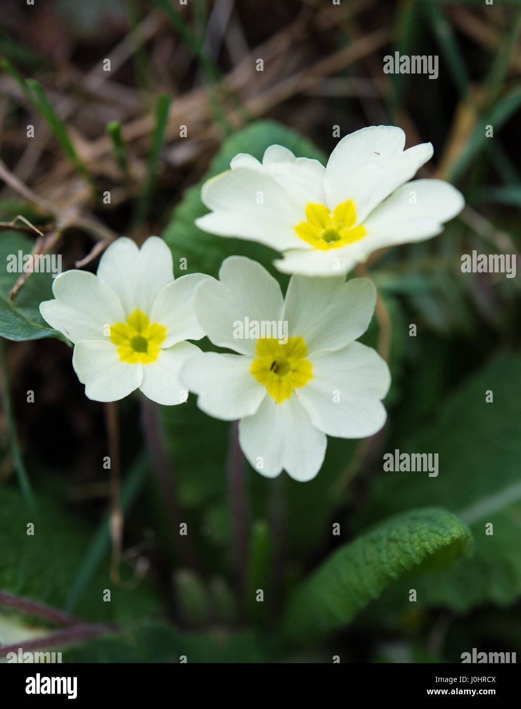 Wild primrose in bloom, Isle of Man Stock Photo