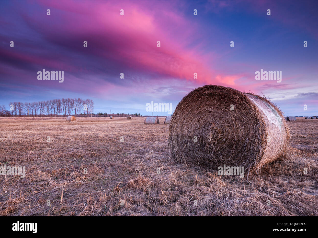 Pink cloud at sunset and hay bales in Manitoba, Canada Stock Photo