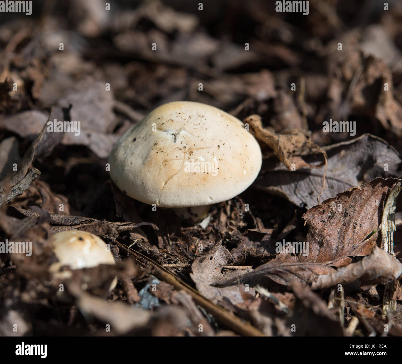 Young St Mushrooms in leaf litter, Greeba, Isle Of Man Stock