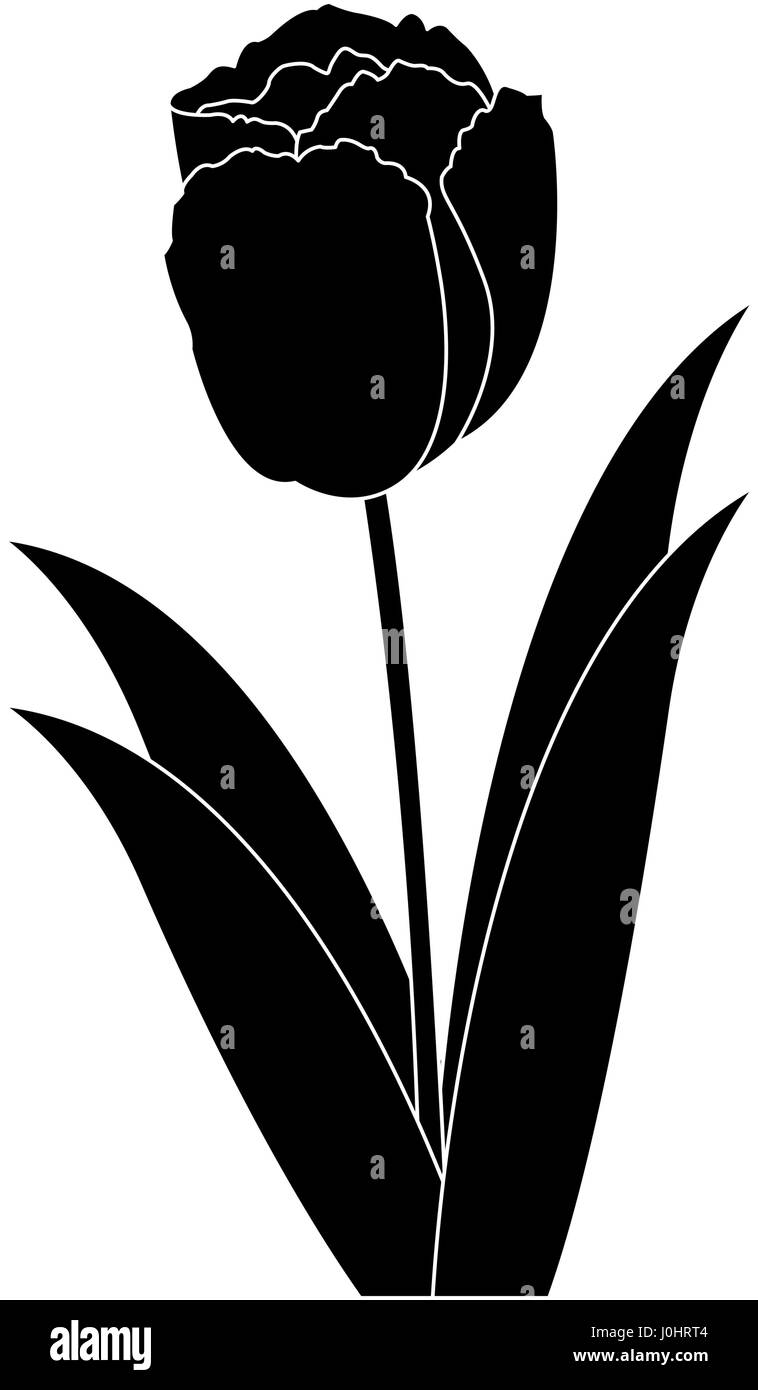 tulip flower icon image Stock Vector Image & Art - Alamy